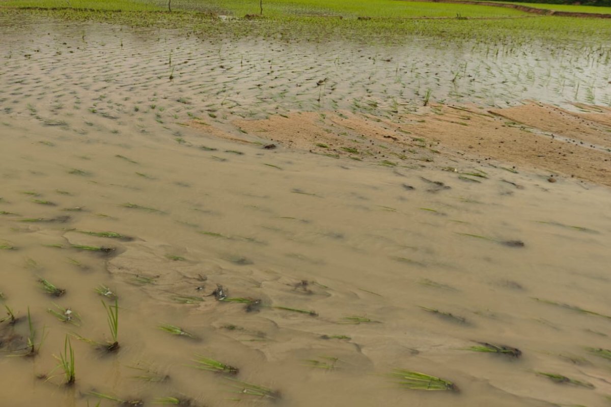 paddy fields