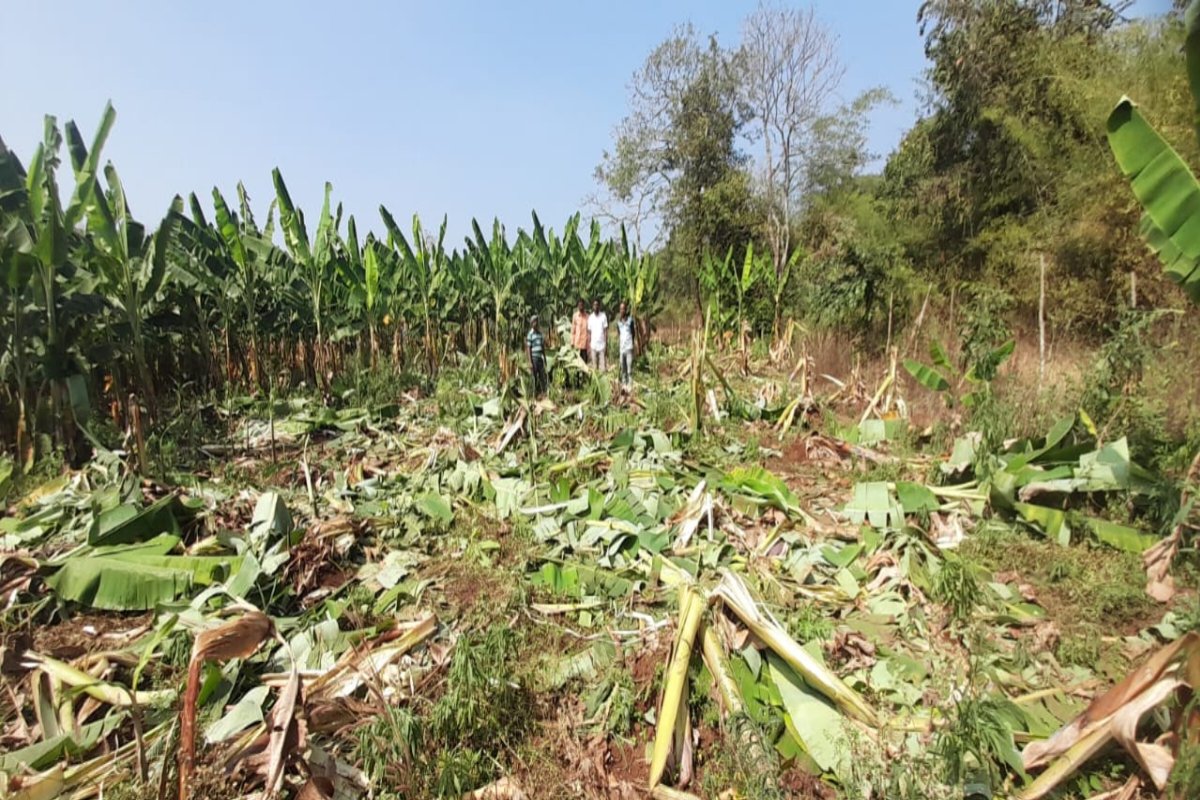 ಗ್ರಾಮದತ್ತ ಲಗ್ಗೆ ಇಟ್ಟ ಕಾಡಾನೆಗಳು - ಬೆಳೆ ನಾಶ - ಆತಂಕದಲ್ಲಿ ರೈತರು. Wild elephants enter village, destroying crops, farmers in fear. 1 elephants
